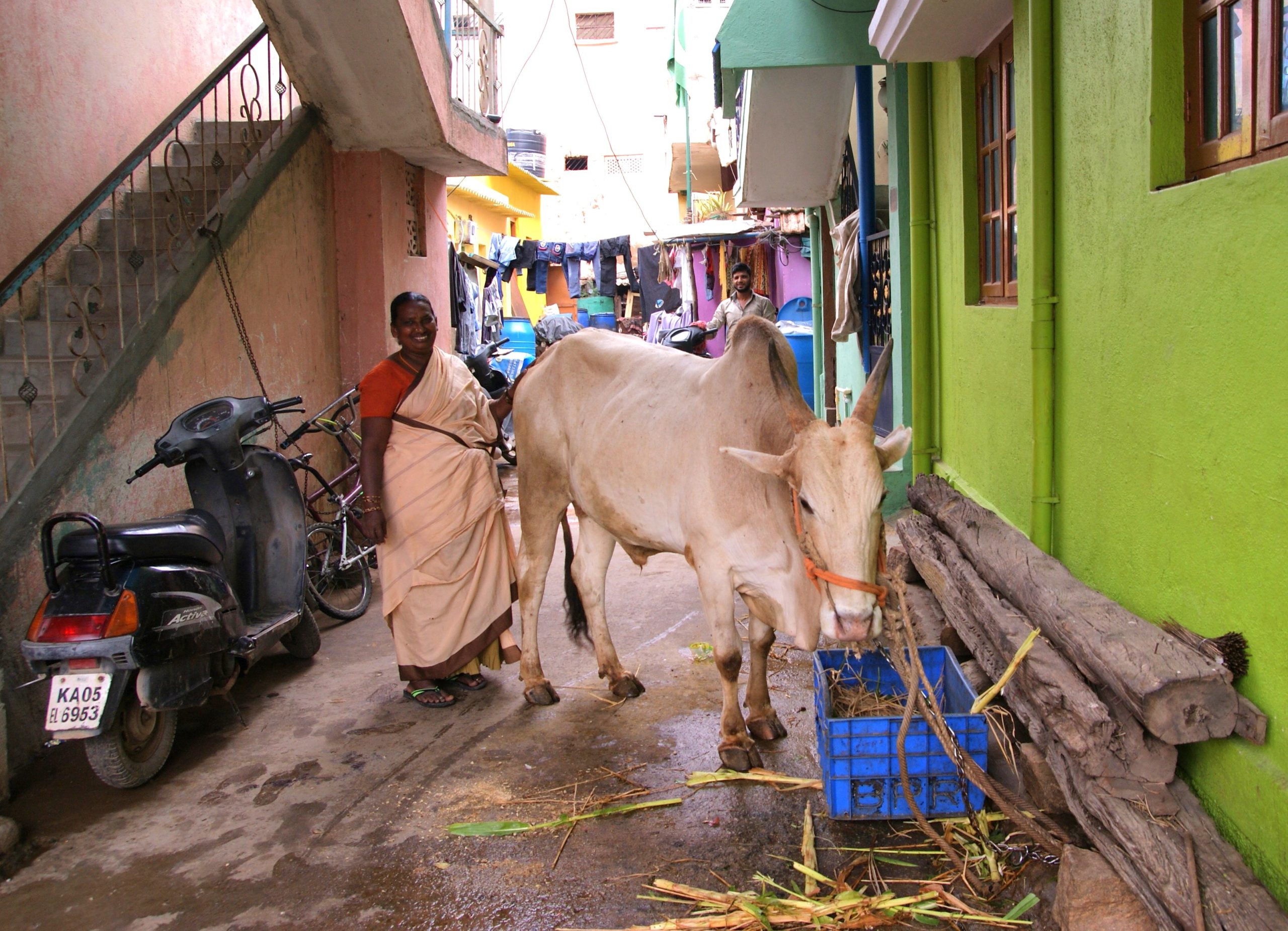 Milchkuh in einer Gasse im dichtbesiedelten Bengaluru © Amelie Bernzen