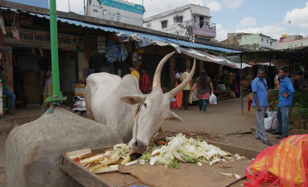 Indische Kühe ernähren sich teils von Lebensmittelresten. Forschende untersuchen, ob das effizient und gut fürs Klima ist. ©Amelie Bernzen Eine Kuh in Indien frisst Lebensmittelreste